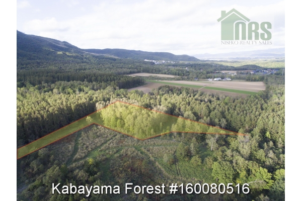 Kabayama Forest
